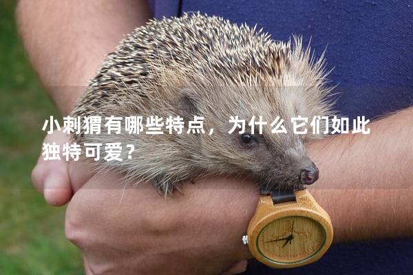 小刺猬有哪些特點，為什么它們如此獨特可愛？